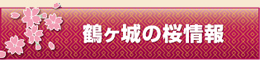 鶴ヶ城の桜情報