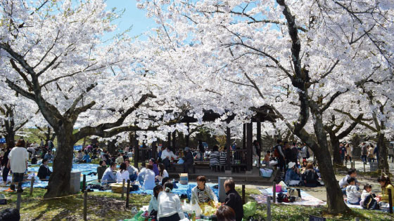 Tsurugajo Castle Cherry Blossom Festival