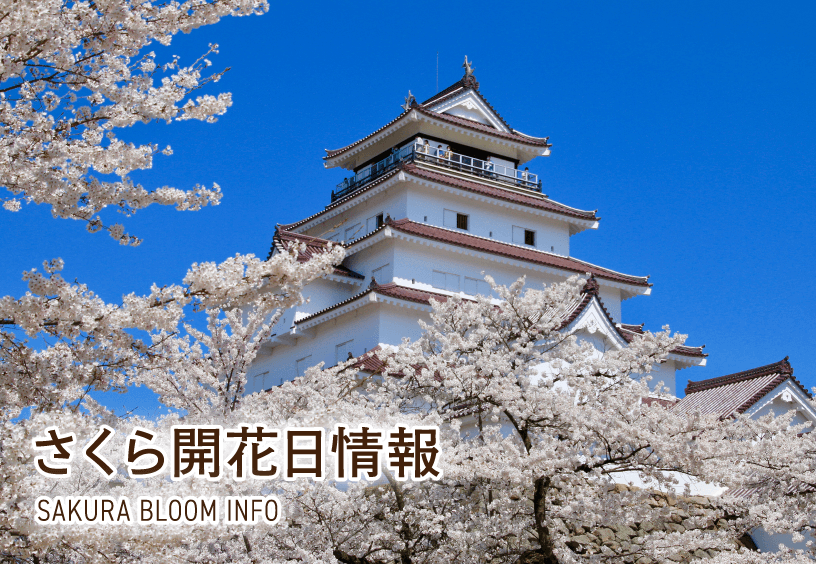 鶴ヶ城 さくら開花日情報