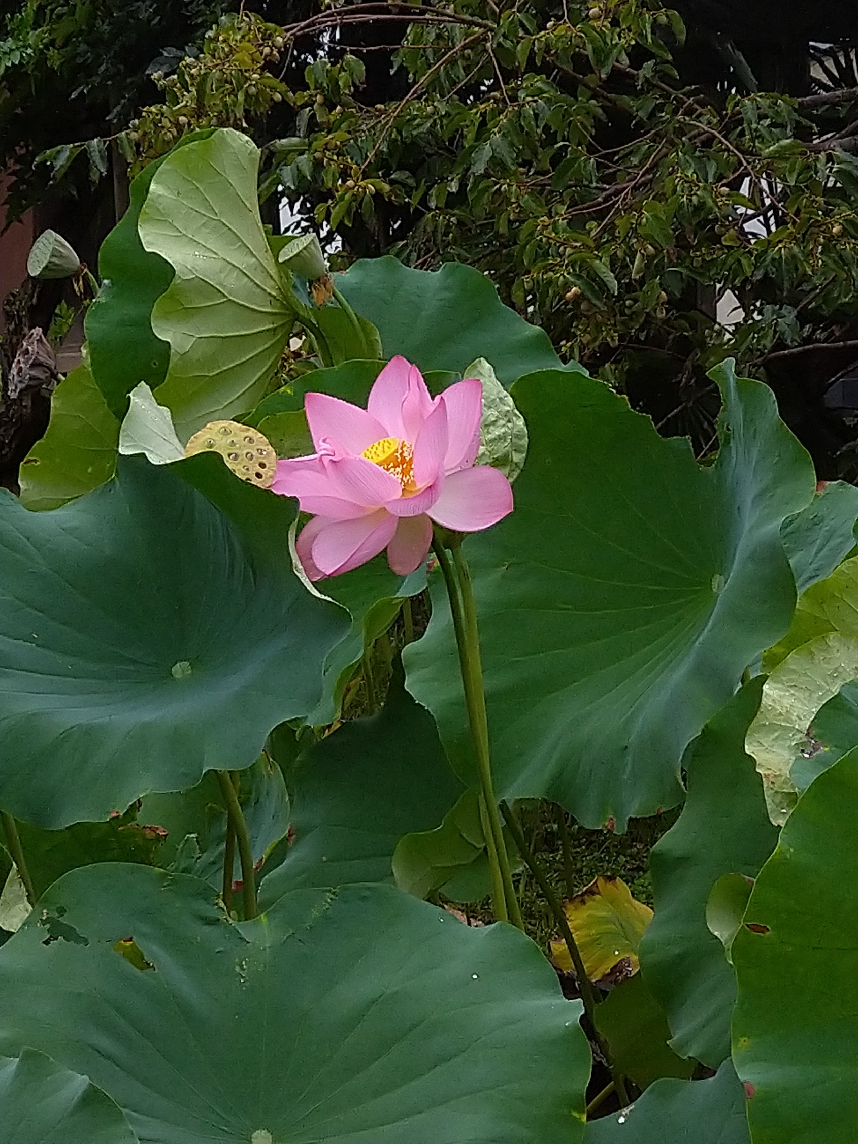 蓮花 夢前 蓮の花苑 吉兆の花 双頭蓮 花開く | 兵庫関連のプレスリリース
