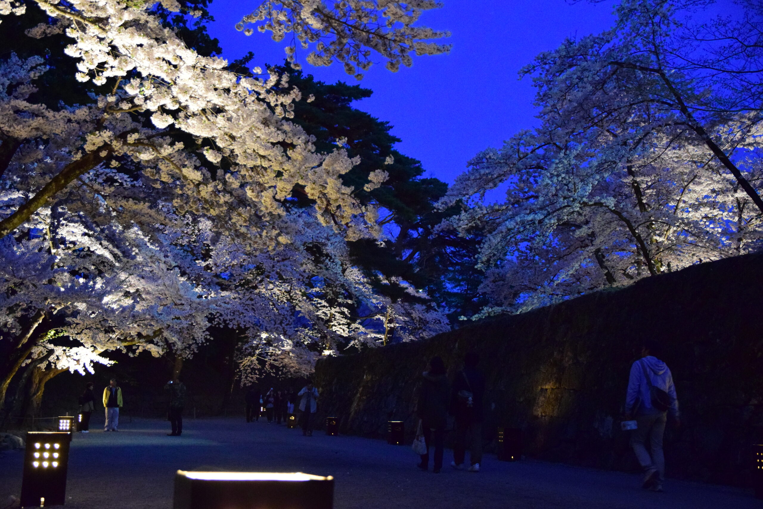 ライトアップ (4)